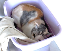 DSCF2737.JPG