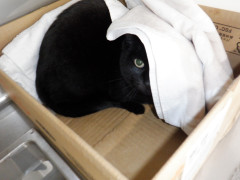 DSCF3384.JPG