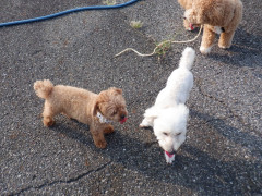 DSCF3446.JPG