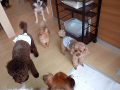 DSCF4153.JPG
