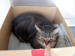DSCF4240.JPG