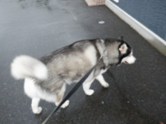 DSCF4621.JPG