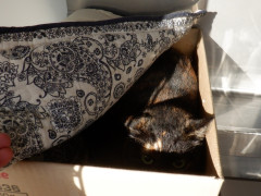 DSCF4674.JPG
