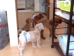 DSCF4690.JPG