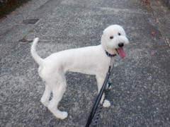 DSCF4905.JPG