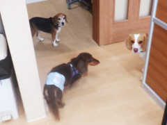 DSCF5230.JPG