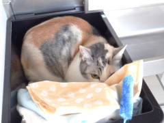 DSCF0446.JPG