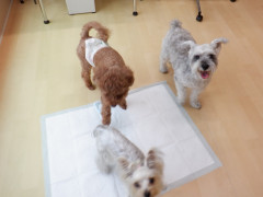 DSCF1147.JPG