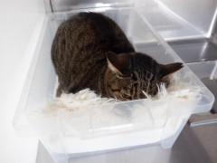 DSCF1230.JPG