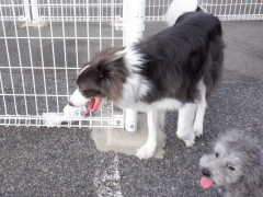 DSCF2137.JPG