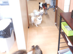 DSCF2227.JPG