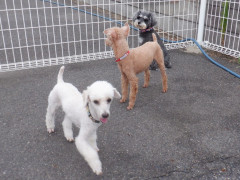 DSCF2767.JPG