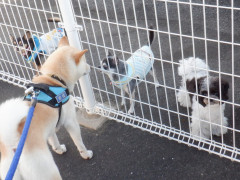 DSCF3194.JPG