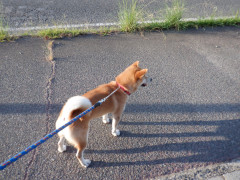DSCF3686.JPG