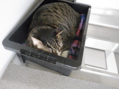 DSCF4333.JPG
