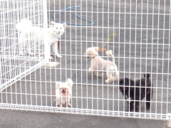 DSCF4433.JPG