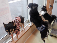 DSCF4453.JPG