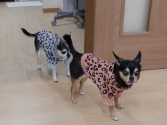 DSCF4468.JPG
