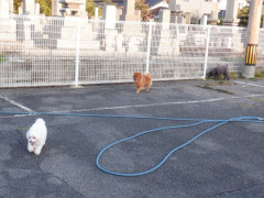 DSCF4510.JPG