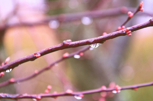 大切なお知らせ｜4月より新しい環境での活動を迎えます