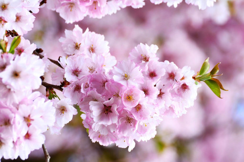 【拠点移転】4月より栃木県さくら市へ。心身を整える「リトリート体験」をお届けします