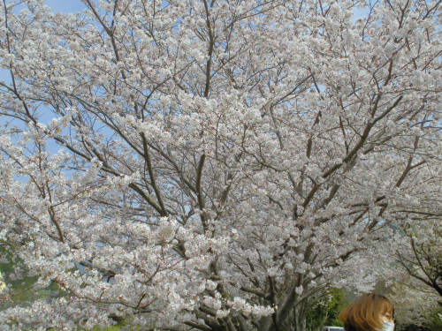 桜満開の長尾川で