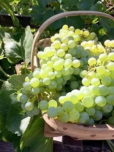 Sremska Zelenika（スレムスカ・ゼレニカ）《中央ヨーロッパの土着品種》 