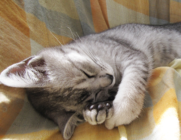 しわのびテープ