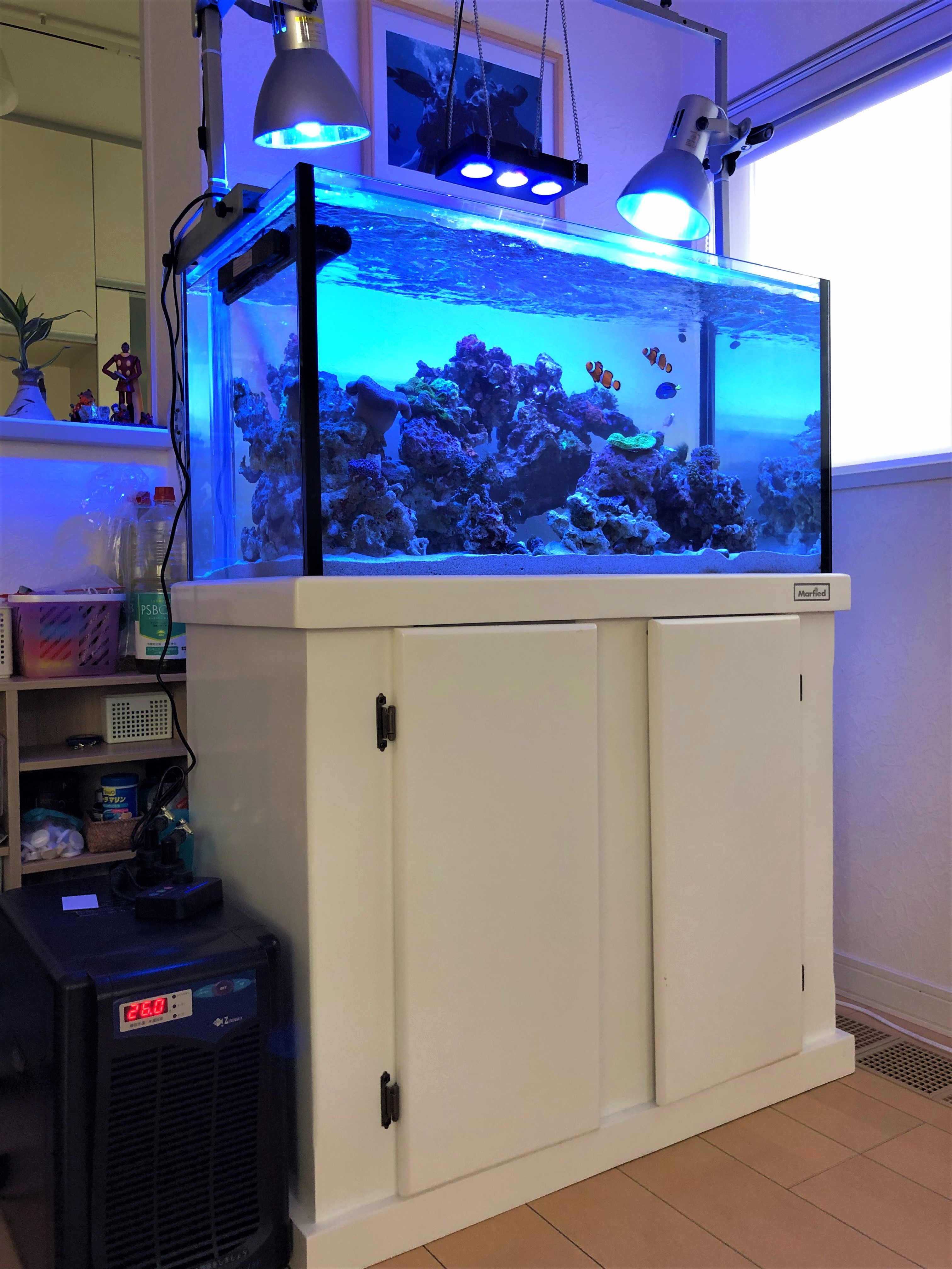 海水魚 サンゴ水槽 900 450 500h 住宅 栃木 宇都宮 アクアリウムショップ おさかなや メダカ 水草 熱帯魚 海水魚 サンゴ 淡水魚 エビ 水槽メンテナンス 水槽設置 メダカ掬い 生体引取り 生体買取 機材引取り 機材買取 海水魚 サンゴ水槽 900 450 500h 住宅 栃木 宇都宮 アクアリウムショップ おさかなや メダカ 水草 熱帯魚 海水魚 サンゴ 淡水魚 エビ 水槽メンテナンス 水槽設置 メダカ掬い 生体引取り 生体買取 機材引取り 機材買取