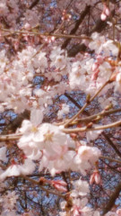 花見１.jpg