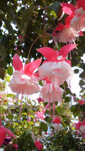 花見６.jpg