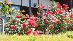 DSC_0318.jpg