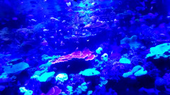 名古屋港水族館珊瑚横.png