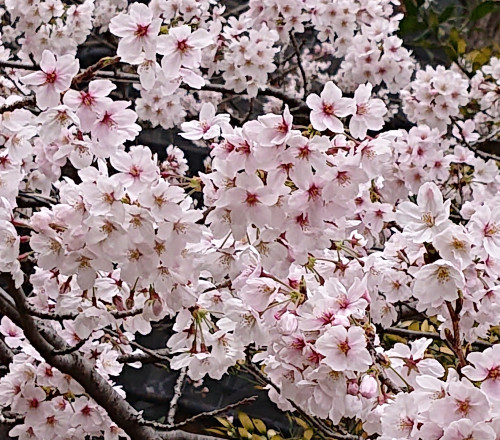 桜写真.JPG