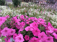 家庭菜園、ガーデニングの花達は🌼🌸お元気ですか？