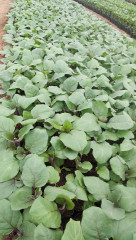 自給自足で家計応援🍅🍆🍉🍈