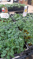 野菜苗販売開始🍆🍅