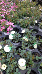 薔薇🌹の花入荷🚚