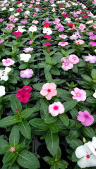 暑い夏がやって来ますね？