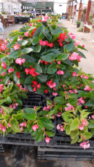 感謝セール開催