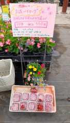 感謝セール～ミニトマト🍅販売開始