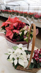 おすすめセット