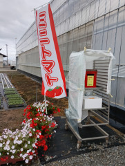 ミニトマト販売🍅