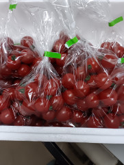 本日のミニトマト🍅