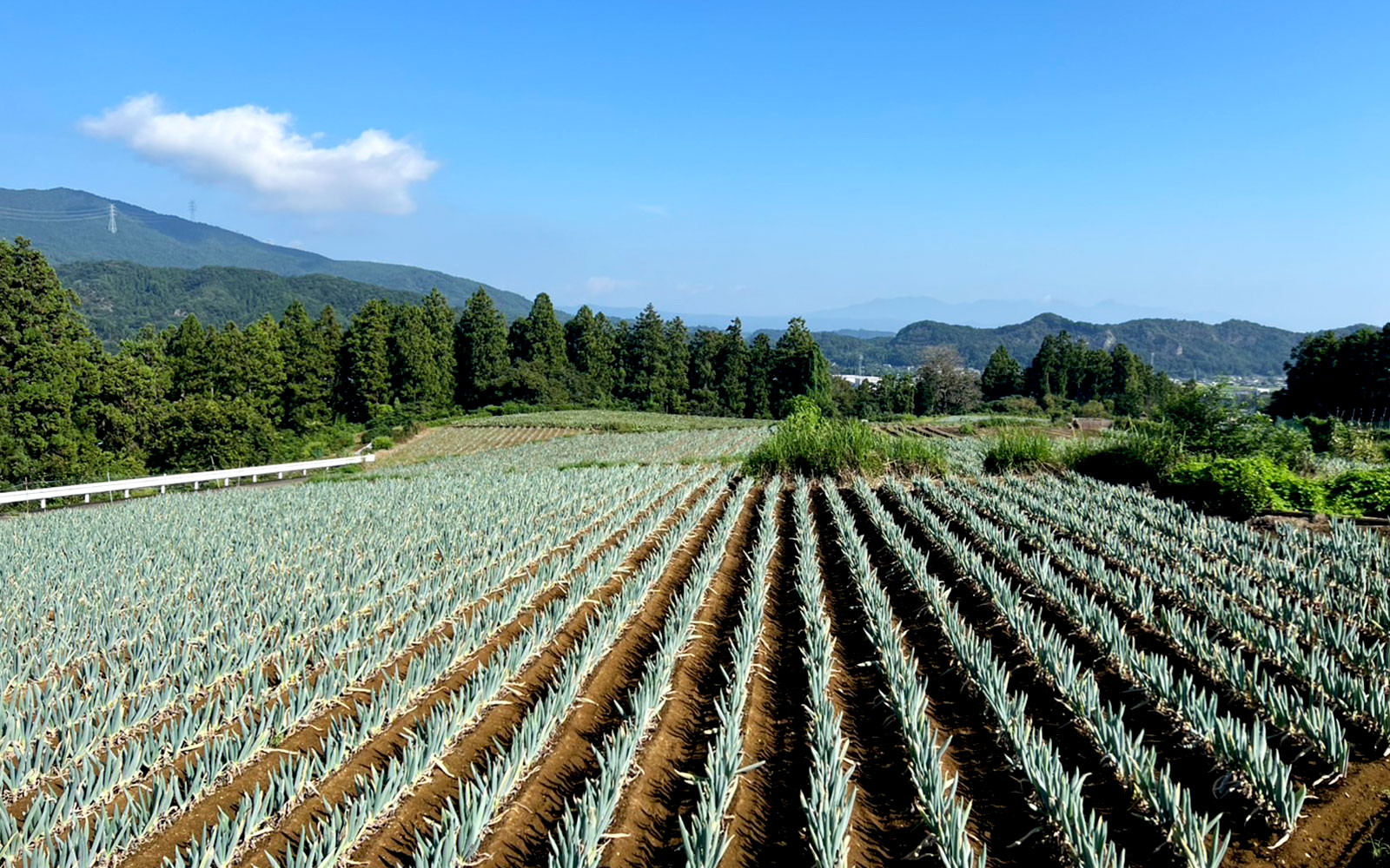 特産の下仁田ネギがお出迎えいたします