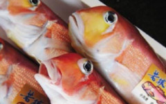 若狭グジ料理