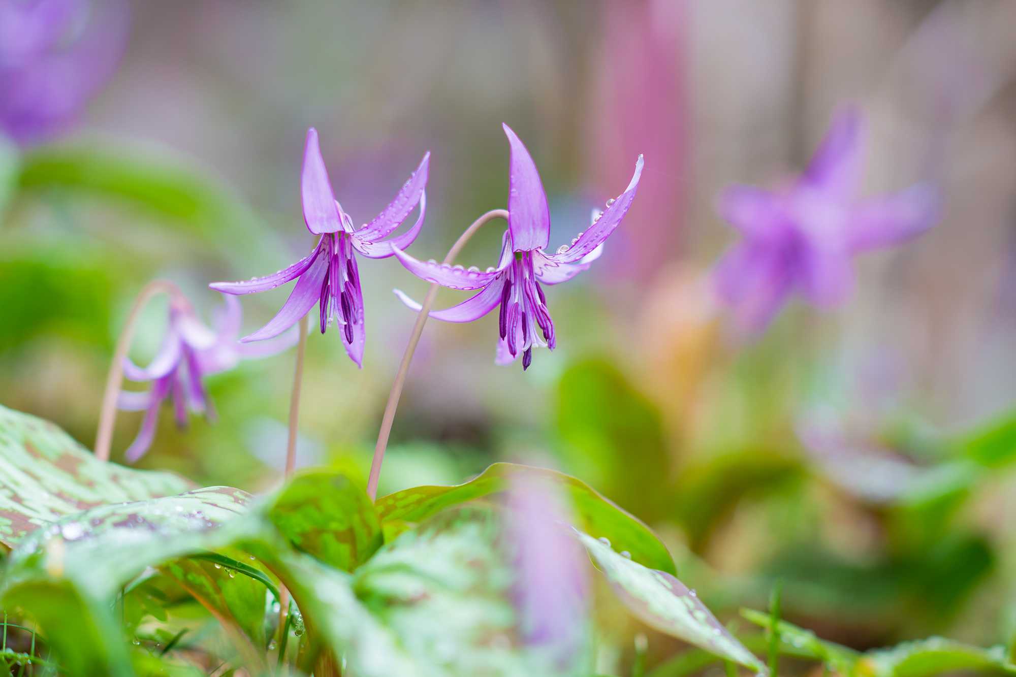 春の妖精・カタクリの花