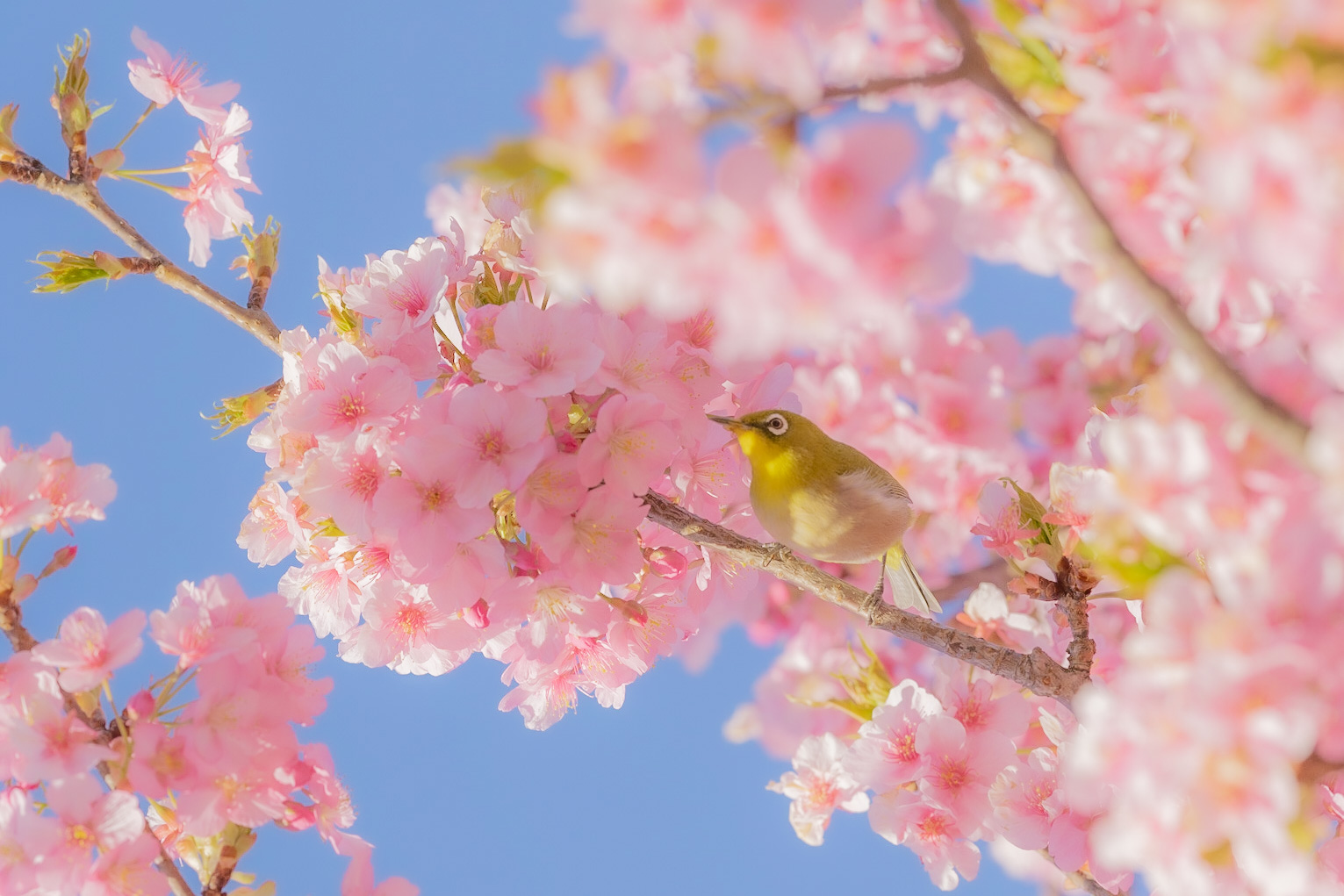 春ですね🌸🌸