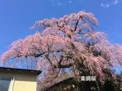 貝山薬師桜.png