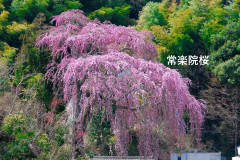 常楽院桜.jpg